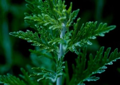 El abrótano macho: Una solución natural para la dermatitis seborreica y otros problemas a través de infusiones