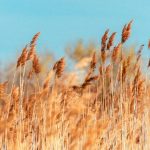 Campo de gramíneas para hablar de su impacto en la alergia primaveral y conocer los tratamientos o remedios naturales de la alergia a las gramíneas.