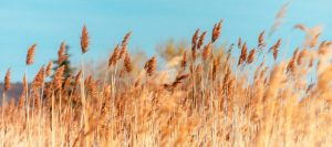 Campo de gramíneas para hablar de su impacto en la alergia primaveral y conocer los tratamientos o remedios naturales de la alergia a las gramíneas.