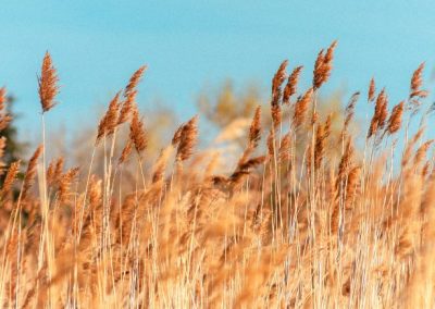 ¿Padeces alergia a las gramíneas? Aprende a identificarla y conoce los remedios naturales para combatir los síntomas de esta alergia primaveral