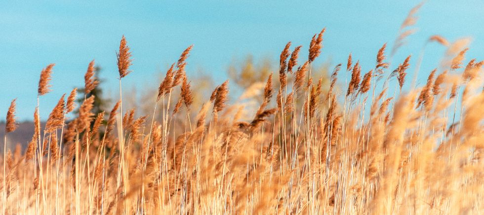 ¿Padeces alergia a las gramíneas? Aprende a identificarla y conoce los remedios naturales para combatir los síntomas de esta alergia primaveral