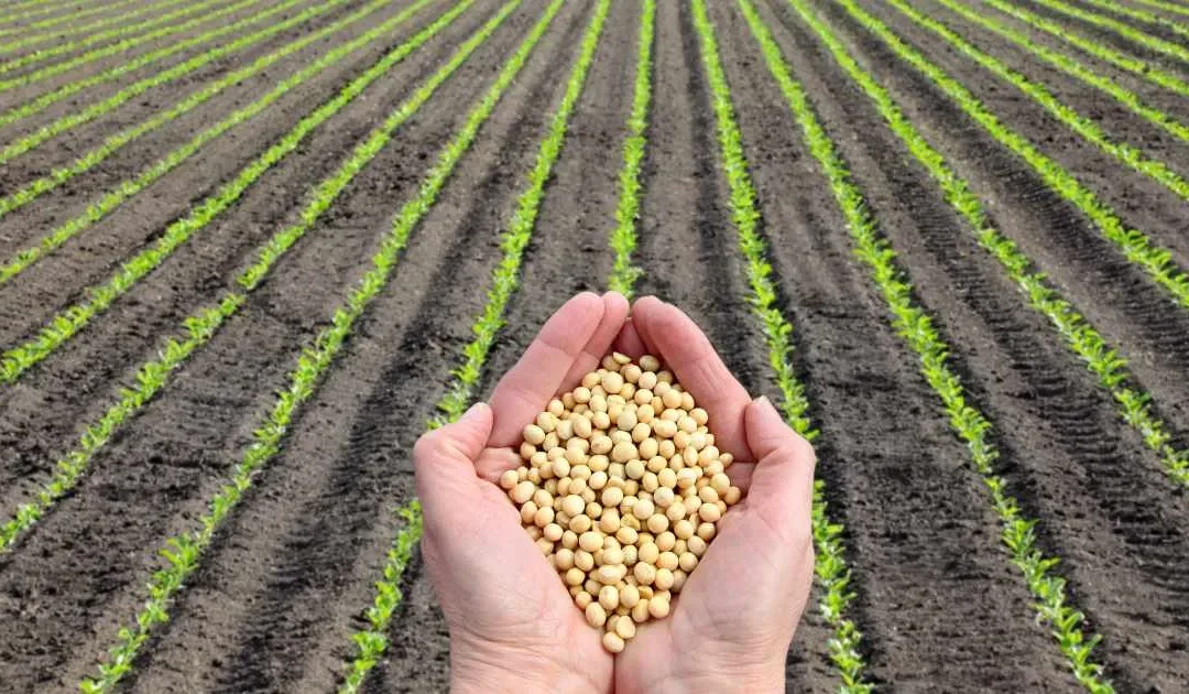 Cultivo y origen de los alimentos con soja, en la categoría de Consejos de Distribuciones Ballester.