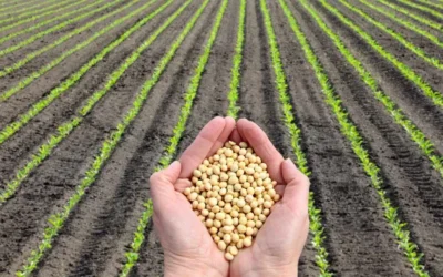 Alimentos con soja: Guía técnica y crítica para una elección saludable