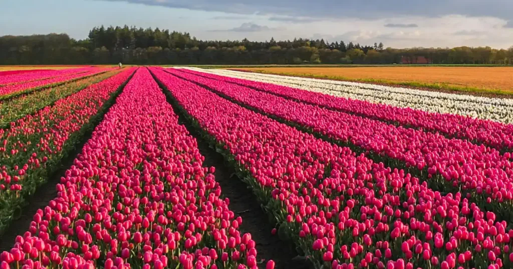 Campo de tulipanes rosas y blancos floreciendo bajo un cielo despejado.
