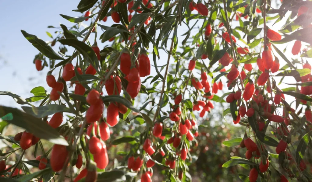 Plantaciones de bayas de goji.