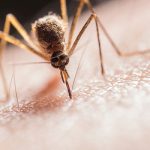 Remedios picadura mosquito