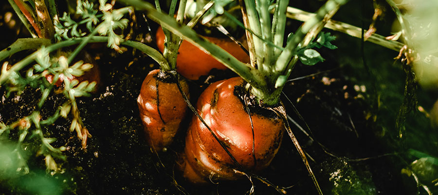 Tesoros enterrados: raíces comestibles que deberías incorporar a tu dieta ya