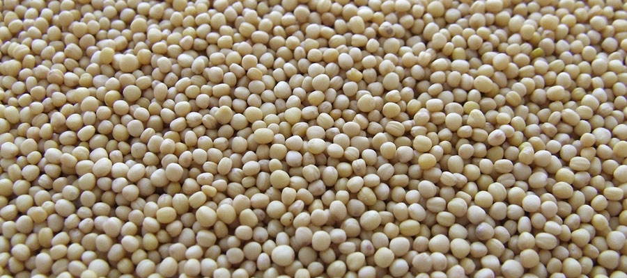 Lecitina de soja: una aliada natural contra el colesterol